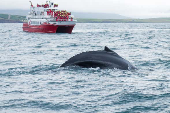 Whale Watching in Akureyri