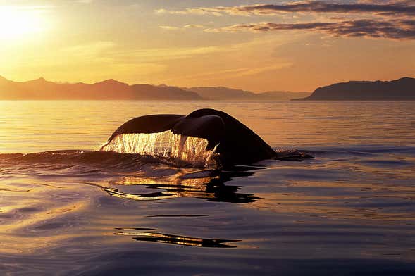 Whale & Dolphin Watching under the Midnight Sun