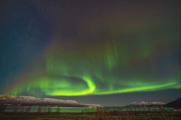 Northern Lights Tour + Whale Watching