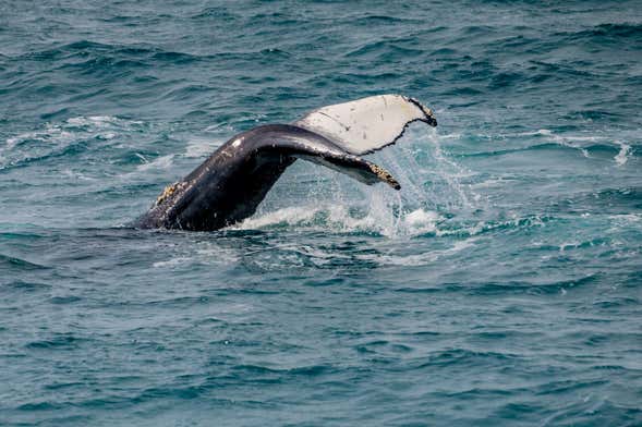 Whale Watching in Árskógssandur