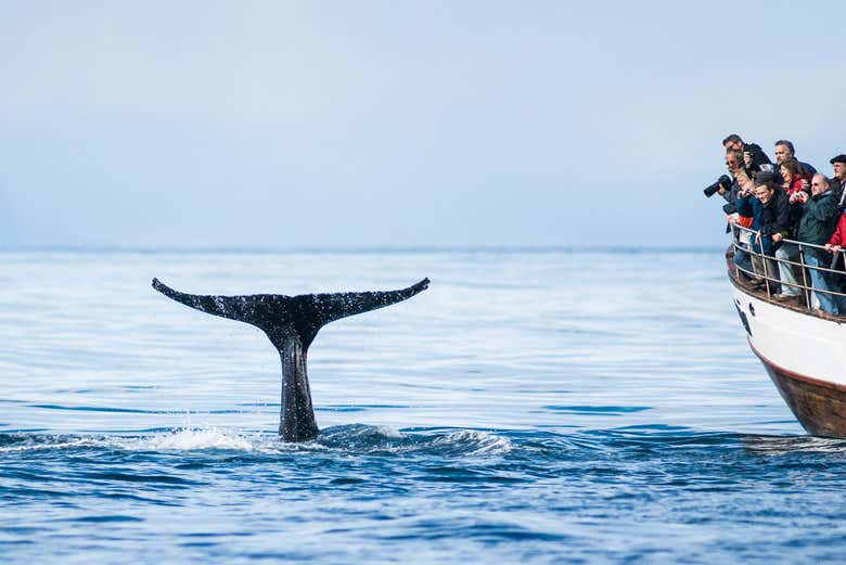 Whale watching in Árskógssandur
