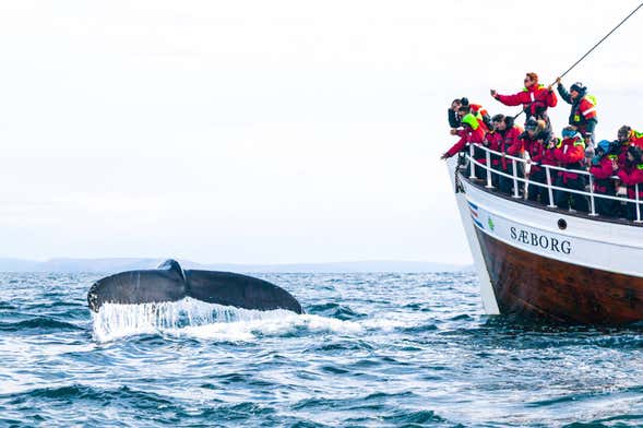 Whale & Puffin Watching