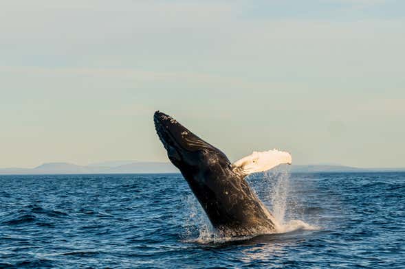 Whale Watching by Sailboat