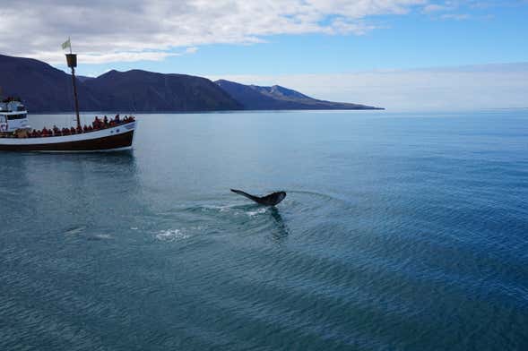 Whale Watching in Húsavík