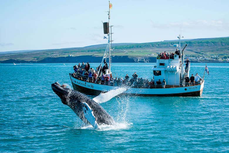 Whale jumping out of the water