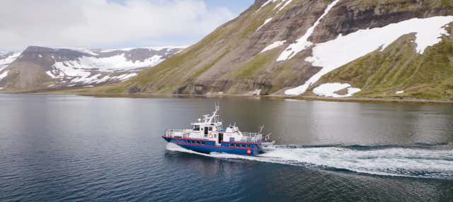 Isafjordur Fjord Whale Watching