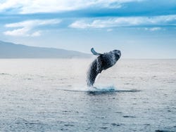 Whale watching off the coast of Iceland