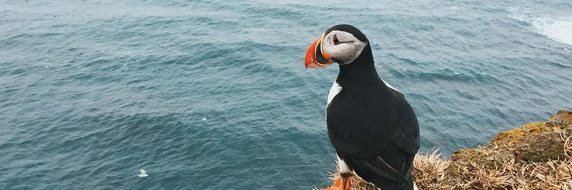 Puffins in Iceland